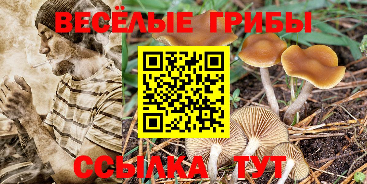 Сертолово  Псилоцибиновые грибы Psilocybe  Вход с VPN 